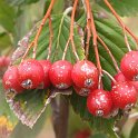Sorbus aria